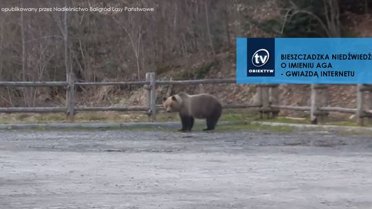 Bieszczadzka niedźwiedzica o imieniu Aga - gwiazdą internetu. 