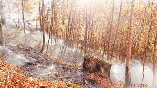 Pożar lasu w Bieszczadach 