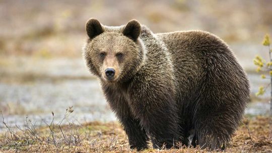 Telemetria zamiast odstrzału. Niedźwiedzie z Cisnej będą monitorowane